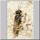 Crossocerus quadrimaculatus - Grabwespe w05 7mm.jpg
